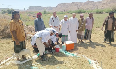 السماحي مدير عام السوم يدشن حملة التحصين ضد مرضي طاعون المجترات الصغيرة وجدري الأغنام والماعز في المديرية