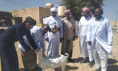 مدير عام ثمود يدشن حملة التحصين ضد مرضي طاعون المجترات الصغيرة وجدري الأغنام والماعز في المديرية