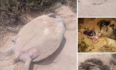 قائد خفر السواحل بحضرموت : ما يحدث على سواحل يثمون وشرمة من قلب للسلاحف الحية جريمة بشعة لن تمر دون عقاب