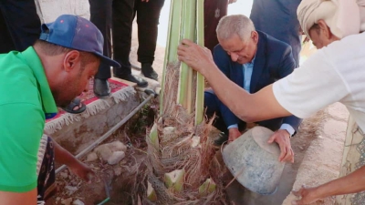 مدير عام سيئون يدشن مشروع "في بيتنا نخلة" المنفذ من قبل مبادرة خضراء الوادي النسوية.