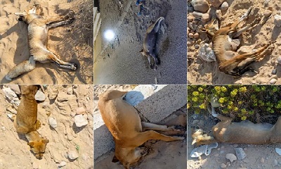 مكتب الأشغال العامة والطرق ينفذ حملة لتسميم الكلاب الضالة في الشحر