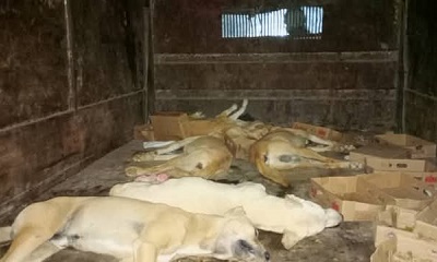 استمرار حملة تسميم الكلاب الضالة بمديرية غيل باوزير