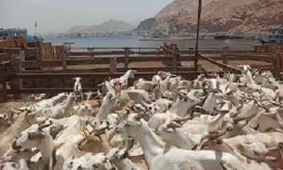 ميناء المكلا يستقبل عشرات السفن الخشبية المحملة بالأغنام القادمة من الصومال استعداداً لعيد الأضحى