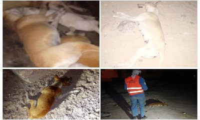 تواصل حملة تسميم الكلاب المسعورة في مديرية غيل باوزير