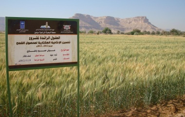 فوز اليمن بجائزة اكساد في مجال تطوير زراعة القمح