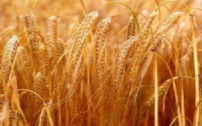 دراسة بحثية تؤكد المردود الاقتصادي لإحلال دقيق الشعير بدلا عن القمح