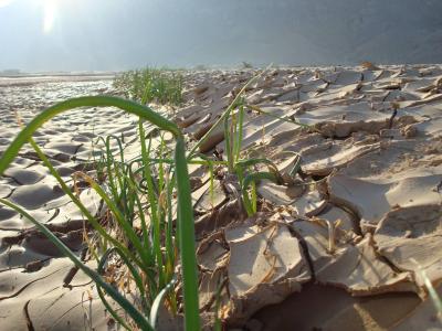 مدير عام مكتب الزراعة والري بوادي وصحراء حضرموت لـ موقع حضرموت