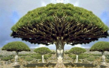 456سائحا أجنبيا زاروا سقطرى خلال النصف الأول من العام الجاري