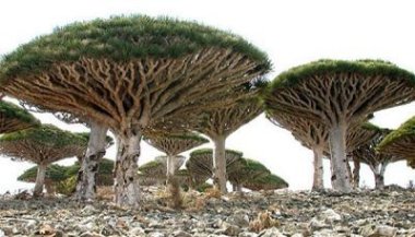 بعثة علمية روسية تواصل أعمال التنقيب الأثري في سقطرى