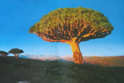  30 مليون دولار لإنشاء ميناء سقطرى بتمويل من الصندوق الكويتي 