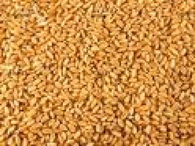 Improved wheat seeds in Sayo'un distributed