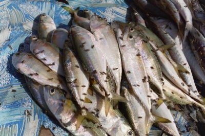 Government response to fish exporters' requests 