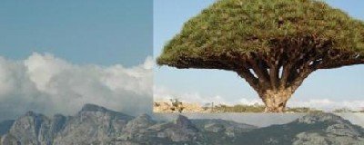 Group of  European tourist heads to Socotra Archipelago
