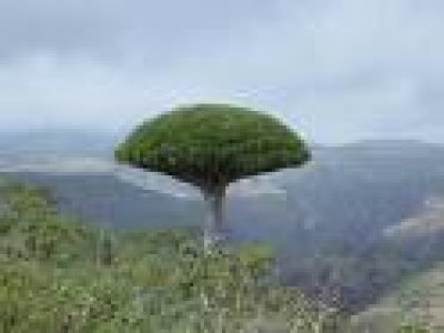 taly grants Socotra Archipelago $3 mln