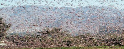   . Desert locusts spread in large numbers in Hadramout areas