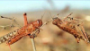 Fears of  spread  of locusts on a large scale in  Shabwa and Hadhramaut