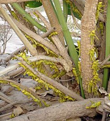 Yemen braced for locusts battle 