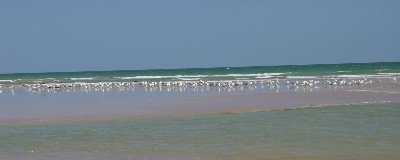 Marine authority announces Yemeni coast pollution free 