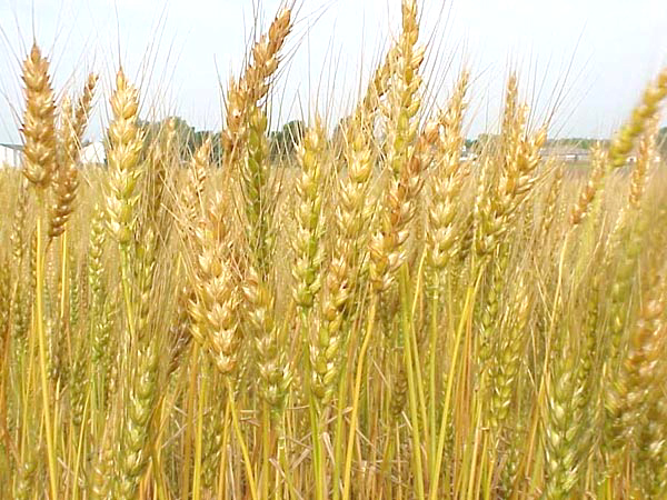 Wheat prices will return to previous low levels 