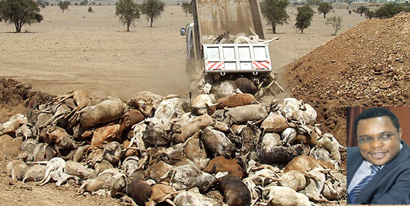 Drought wipes out herd worth Sh64bn
