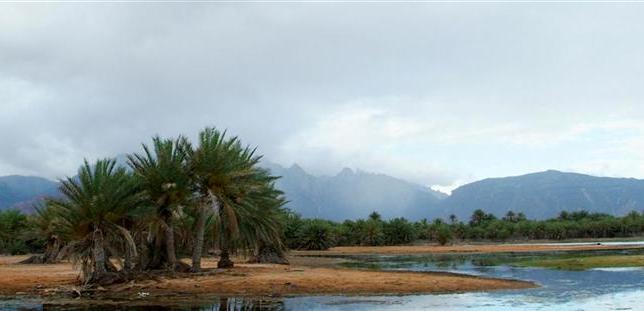 Technical committee to examine the needs of Socotra archipelago