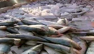 Almahra fish production  Declines to 24 thousand tons last year 