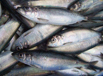 Yemeni-Somali fisheries cooperation discussed  