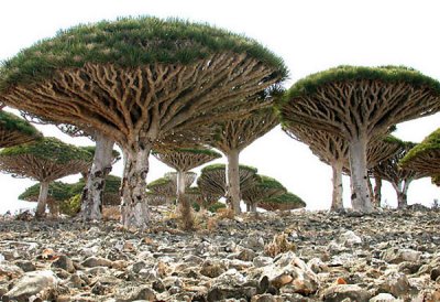 Over 300 foreign visitors touring 'charming Socotra'
