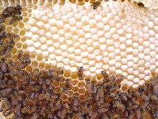 Training course for 36 beekepers starts in Wadi Hadhramaut