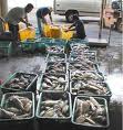 Health Standard Strategy for fishery sector readied