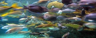YR 12 bln fish projects within investment plan for 2010 discussed