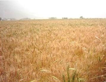  talks on agricultural conditions in Wadi Hadramout