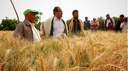 Marib Agricultural Research Center develops new type of Wheat in cultivators' farms