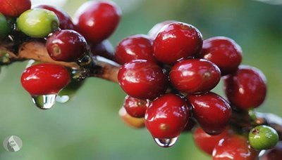 Yemen plans to redouble coffee production in 5 years