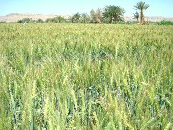 overall wheat production rose up 