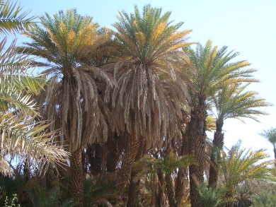 Hadhramout coastal districts sees the Implementation of 81 agricultural projects