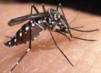 Ba-musa:-Confirmed infected cases of dengue fever  630 and ten died  ..   