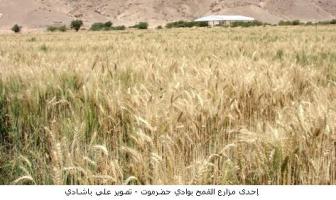 Agriculture Council mandates  research station to evaluate Wheat
