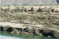 Plan for reconstructing Hadramout 