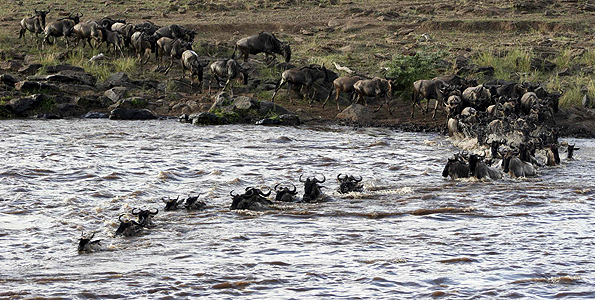 Rush to view Kenya's wildebeest migration 