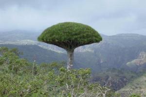  A study to implement a biggest tourist project in Socotra