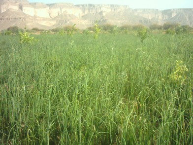 High-quality product and great onion crop