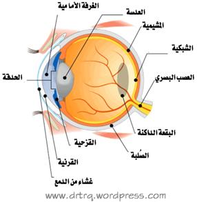 Foundation Visiion  launches , the camp its (47) camp inYemen in Seiyoun tomorrow 