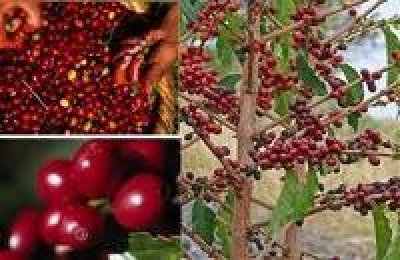 Yemen to improve coffee quality, increase exports