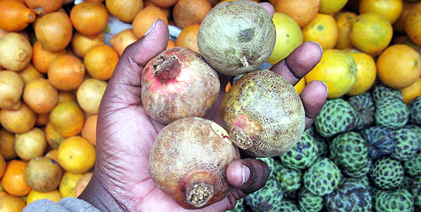  Local fruit tree holds key to malignant cancers.