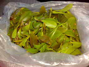 Chemist manages to remove harmful substances from Qat