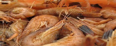 Yemen opens Shrimp fishing season