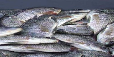 Over 60,000 tons is Yemen's fish production since January 2009