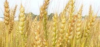 Managing Director of Agriculture and Irrigation inspects wheat centers 