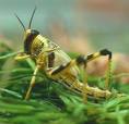 Locusts spread in Alabr district of Hadramout